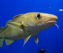 Image result for Cod From Norweigian Ford's