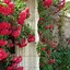 Image result for Flower Arch Rose Garden