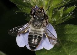 Image result for European Black Bee