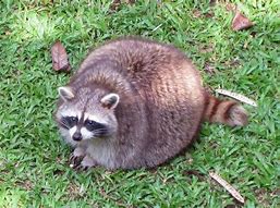 Image result for Pregnant Funny Looking Animals