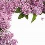 Image result for Free Images of Purple Flowers