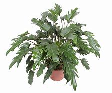 Image result for Philodendron Xanadu Plant
