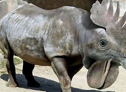 Image result for Top 10 Hybrid Animals