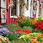 Image result for Growing Fall Mums