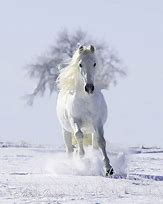 Résultat d’images pour image chevaux dans la neige