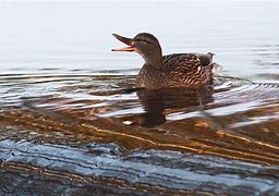 Image result for the domesticated variety of mallard (anas platyrhyncos)
