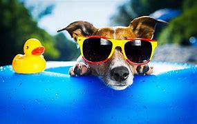 Image result for Awesome Cool Dog Wallpapers