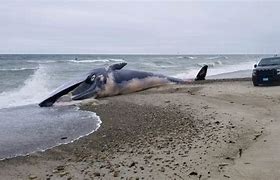 Image result for Whale Washed Up On Shore