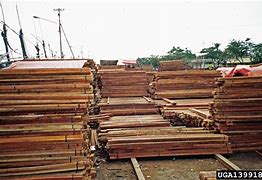 Image result for Lumber Futures