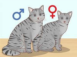 Image result for How to Tell If Your Cat Is a Boy or Girl