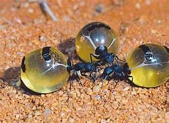 Image result for Honey Pot Ants Color
