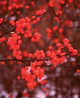 Image result for Berry Heavy Winterberry Holly