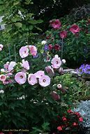 Image result for Double Hardy Hibiscus Sampler | Zone 5-8 | Blue | Pink | 6 - 8 Feet | Full Sun | Partial Shade