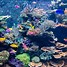 Image result for Aquarium Ocean