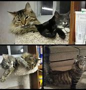 Image result for Maine Coon Cat Shelters