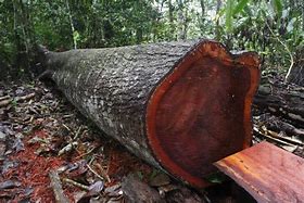 Image result for Mahogany Logs for Sale