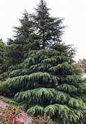 Image result for Cedar Christmas Tree