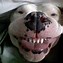 Image result for Big Funny Smile Dog