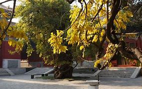 Image result for Confucius Temple Nanjing