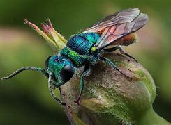 Image result for Hymenoptera