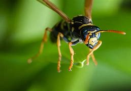 Image result for Cute Wasp