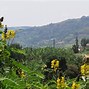 Image result for Uganda Mountains