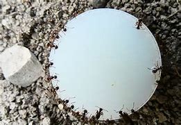 Image result for Ants make milk