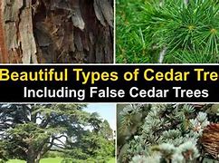 Image result for Different Cedar Trees