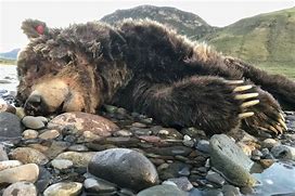 Image result for a dying bear
