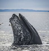 Image result for Humpback Whale Head