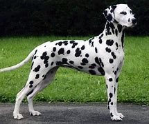 Image result for Dalmatian Dog