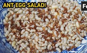 Image result for Red Ant Eggs