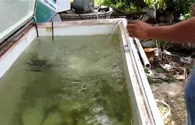 Image result for Chest Freezer Bait Tank