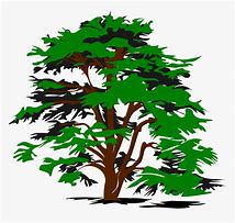 Image result for Cedar Tree Clip Art