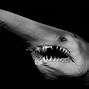 Image result for All Sharks in the World