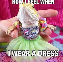 Image result for Cute Bearded Dragon Funny Memes