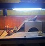 Image result for Bearded Dragon Habitat Accessories