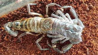 Image result for Scorpion Molting