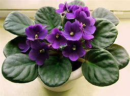 Image result for Violet House Plant