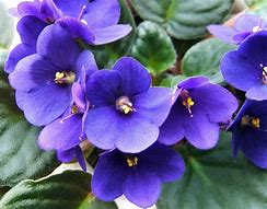 Image result for Blue African Violet Plants
