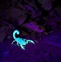 Image result for Scorpion Species