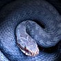Image result for Beautiful Python Snake