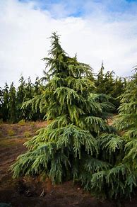 Image result for Ornamental Cedars