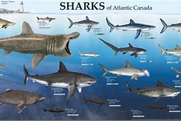 Image result for UK Shark Species