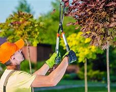 Image result for Guy Trimming Tree