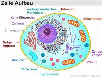 Bildergebnis für Zellen mit Mitochondrien Bilder kostenlos