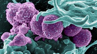 Image result for images microbes