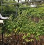 Image result for Outdoor Plant Supports