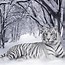Image result for Cool White Tiger Wallpaper