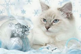 Image result for Christmas Snow Cats